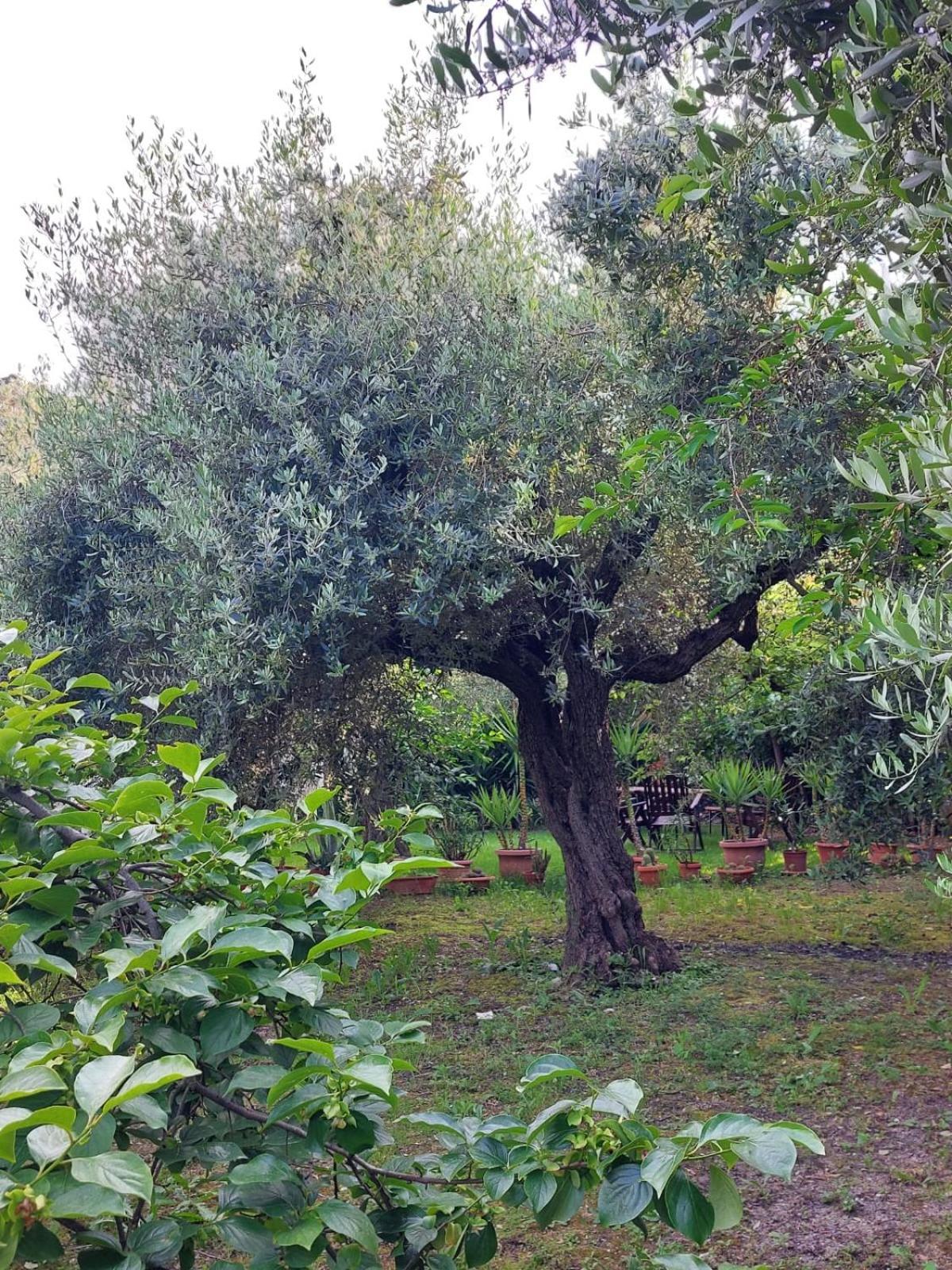 B&B Villa Mia Lanciano Eksteriør billede